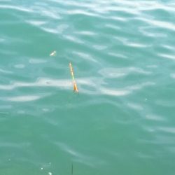 妻鹿漁港ダンゴ釣り