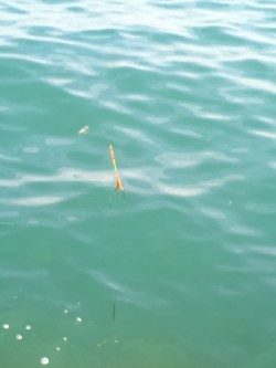 妻鹿漁港ダンゴ釣り