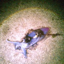 富島ヤエン釣り