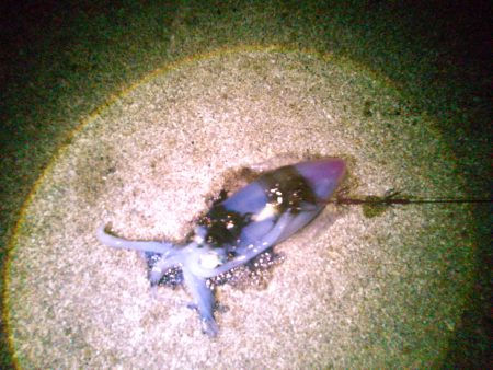 富島ヤエン釣り