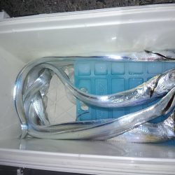 今年初のタチウオ