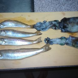 秋イカとチョイ投げキス