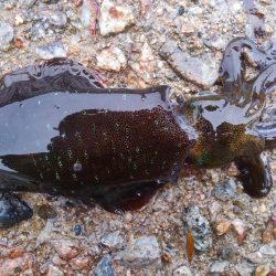 アオリイカの幼体を搾取した。