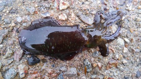 アオリイカの幼体を搾取した。