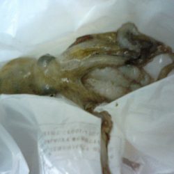 ガッシー、タコが釣れました。