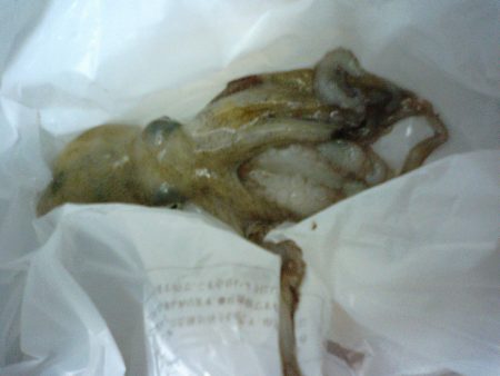 ガッシー、タコが釣れました。