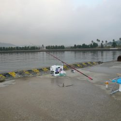 津名港でキス狙い