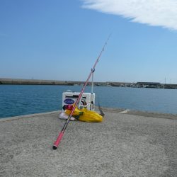 良型キスが釣れません