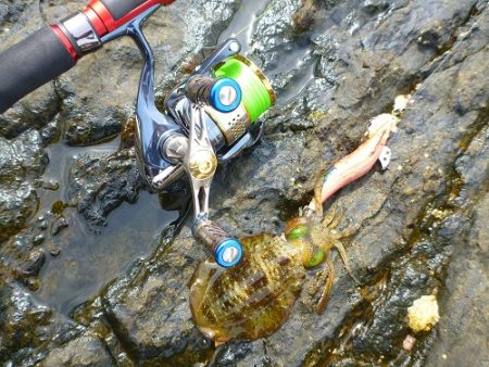 アオリイカ好釣♪