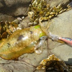 アオリイカ不調・・・