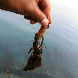 雨でも多いエギンガ～