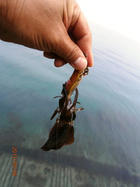 雨でも多いエギンガ～