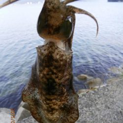 まさかの出会い　　　イルカ