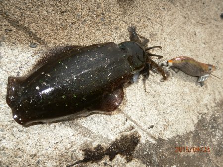 やっぱり宮津で釣りたい