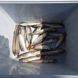 キス釣りリベンジ②