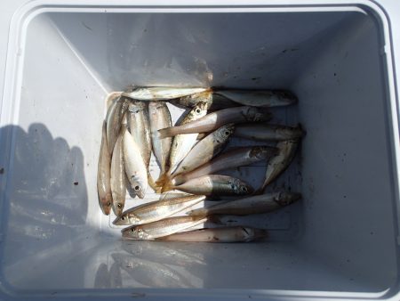 キス釣りリベンジ②