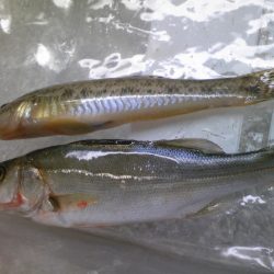 大物取り逃がし！