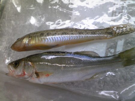 大物取り逃がし！