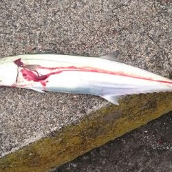 試し投げに行ってみたら