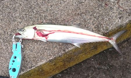 試し投げに行ってみたら