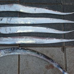 シルバーウィーク最終日に刀狩り‼