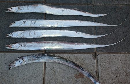 シルバーウィーク最終日に刀狩り‼