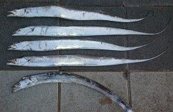 シルバーウィーク最終日に刀狩り‼