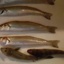 イカは新子目撃のみ。お土産はキス～。