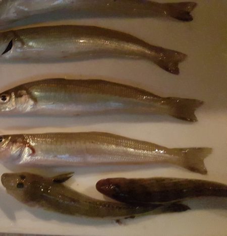 イカは新子目撃のみ。お土産はキス～。