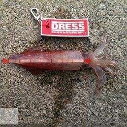 アオリイカ、、、