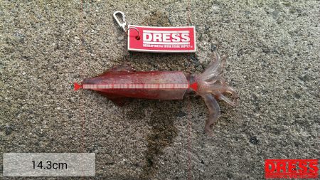 アオリイカ、、、