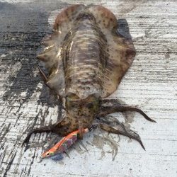 夏烏賊まだおったー