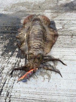 夏烏賊まだおったー