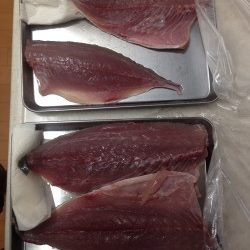 加太にショアジギ調査に行ってきました