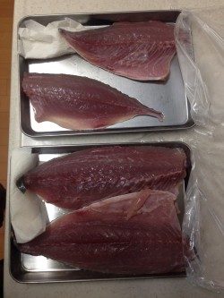 加太にショアジギ調査に行ってきました