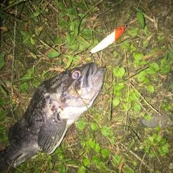 仕事終わり短時間釣行