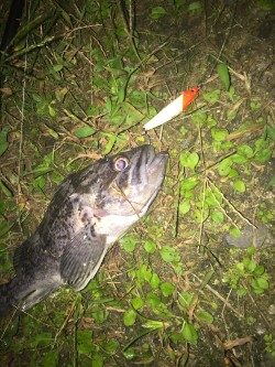 仕事終わり短時間釣行