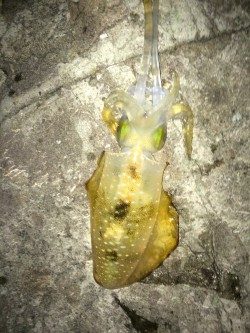 ケンサの後のアオリ