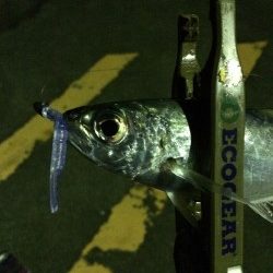 ナイトアジング、デイアジング