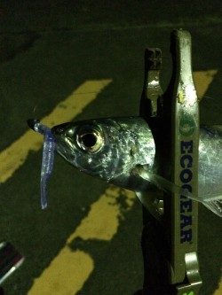 ナイトアジング、デイアジング