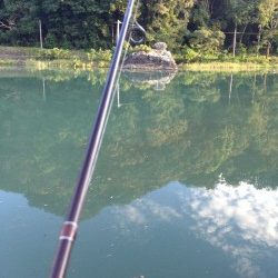 メッキがいない…