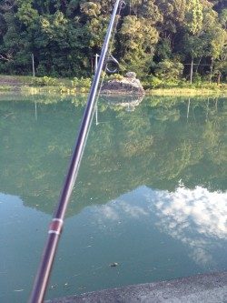 メッキがいない…