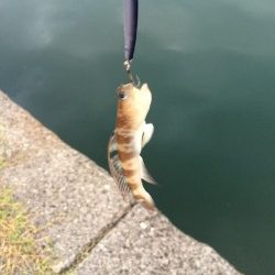 エギングでアオリイカ