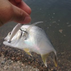 泉南メッキ調査