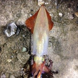 土砂降り直後のエギング