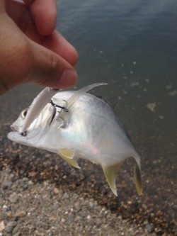 泉南メッキ調査