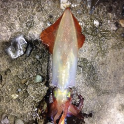 土砂降り直後のエギング