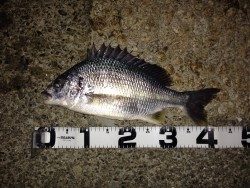 シーバス&キビレ