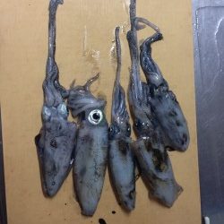 一日中エギング