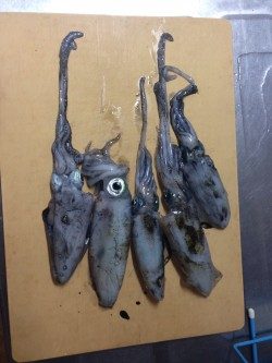 一日中エギング